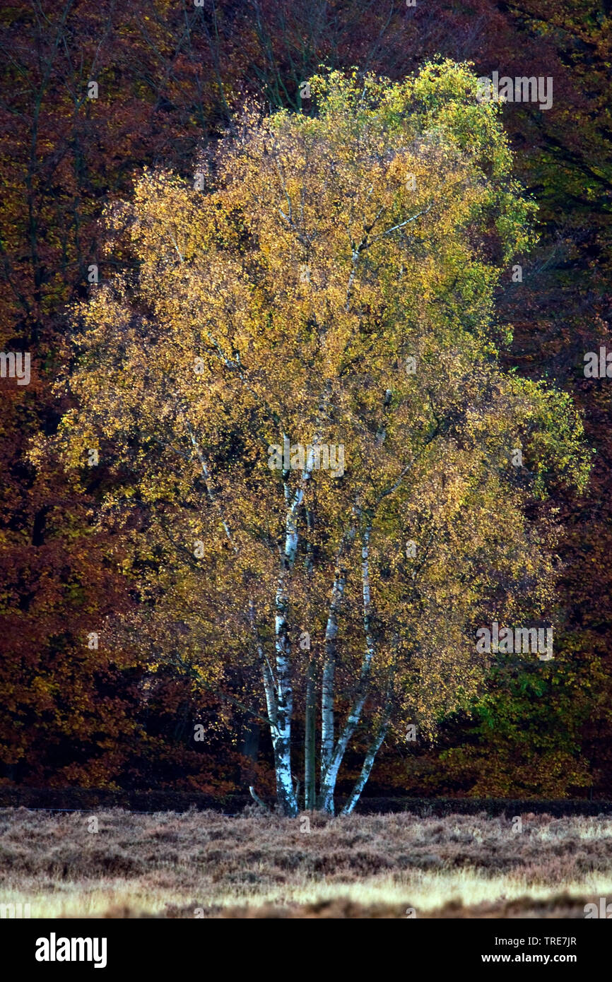 Bouleau commun, le bouleau verruqueux, bouleau blanc européen, le bouleau blanc (Betula pendula, Betula alba), dans des couleurs automnales, Pays-Bas Banque D'Images