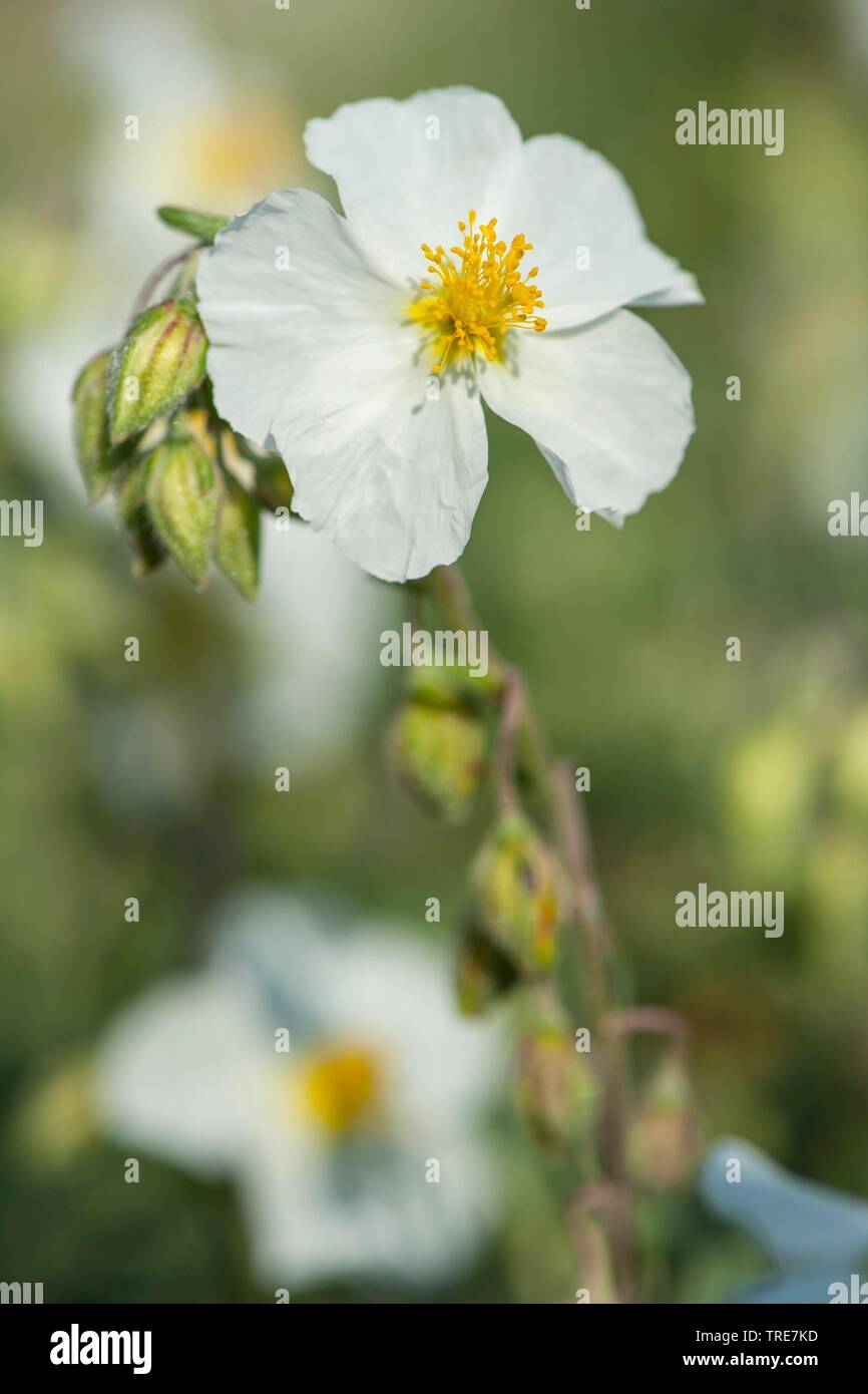 White Rock-rose (Helianthemum apenninum), blooming Banque D'Images