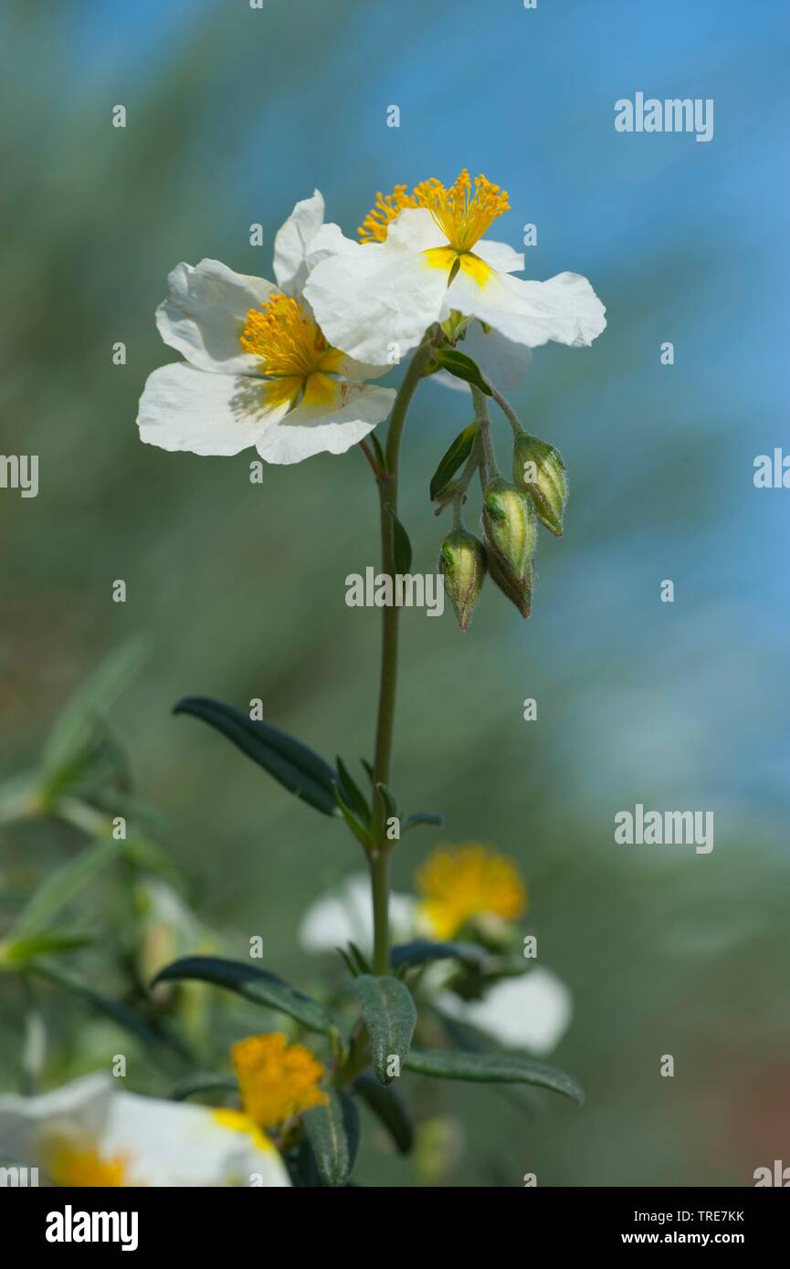 White Rock-rose (Helianthemum apenninum), blooming Banque D'Images