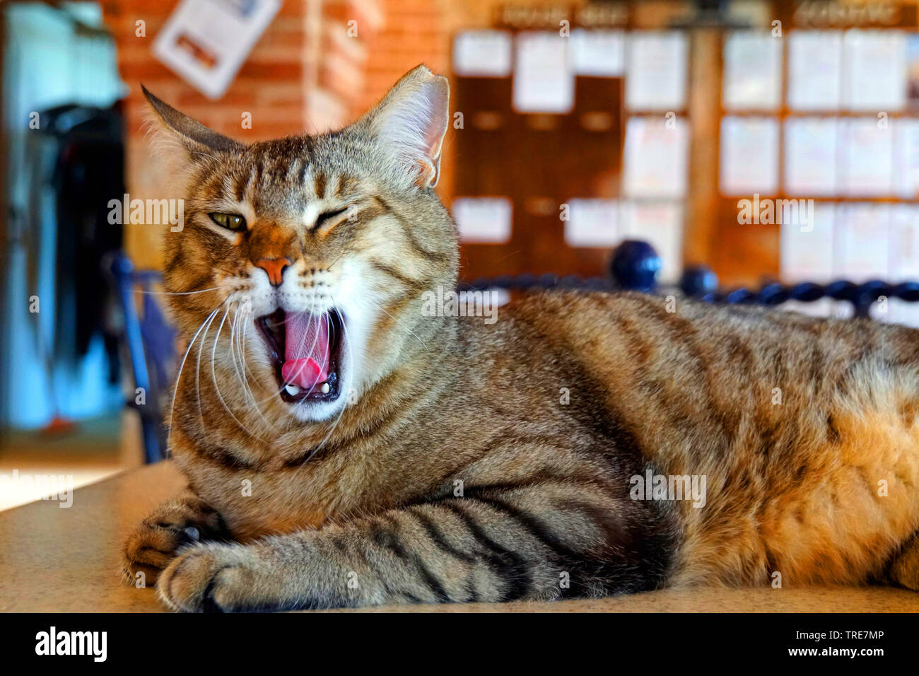 Chat domestique, le chat domestique (Felis silvestris catus). f, chat sur une table le bâillement, l'Égypte Banque D'Images