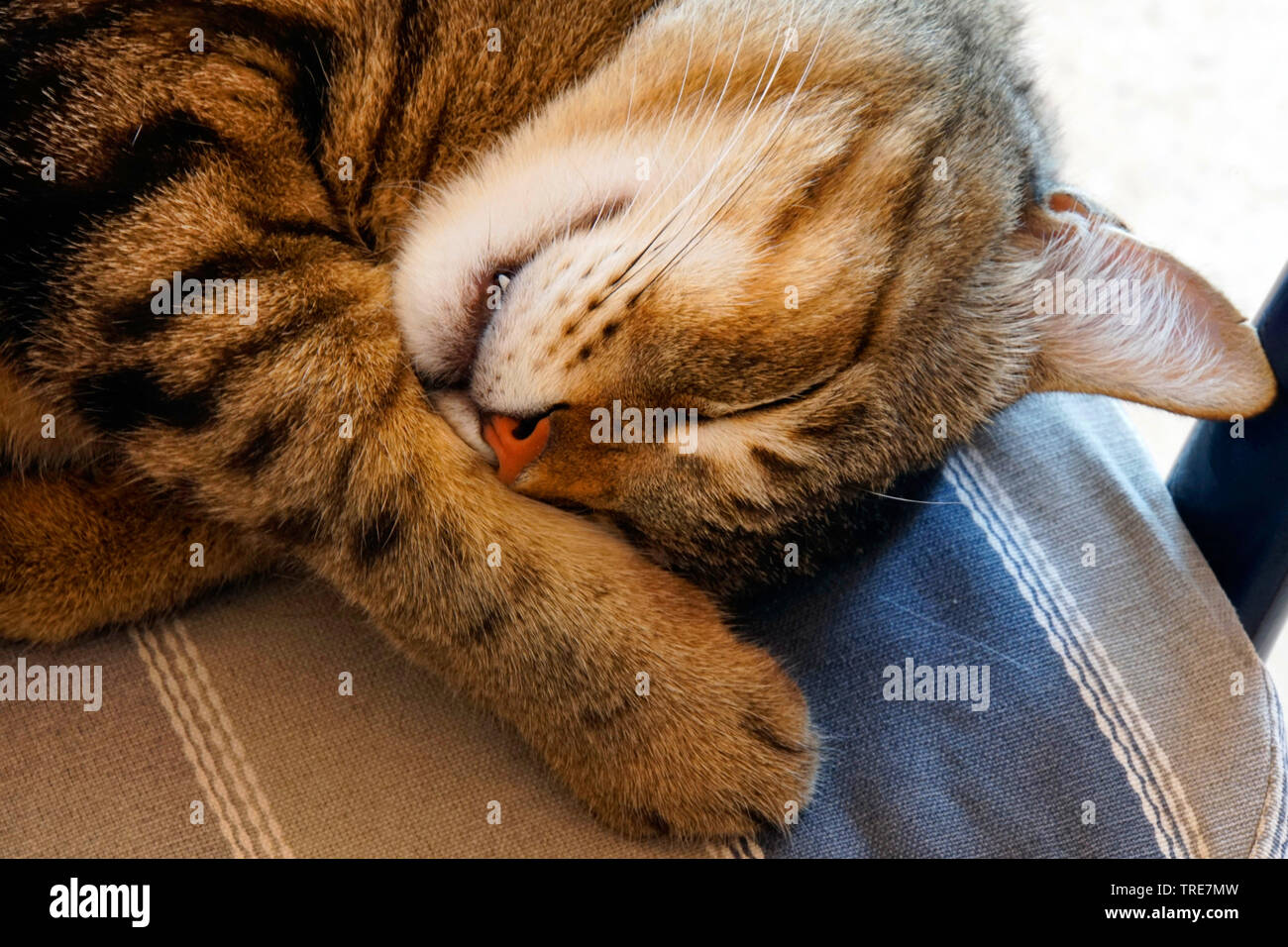 Chat domestique, le chat domestique (Felis silvestris catus), f. cat dormir sur une table, l'Égypte Banque D'Images