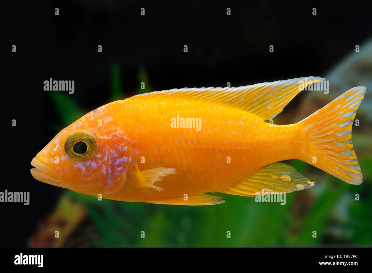 Malawi cichlid (Aulonacara le sang du Dragon), sous forme de reproduction du Sang de Dragon Banque D'Images