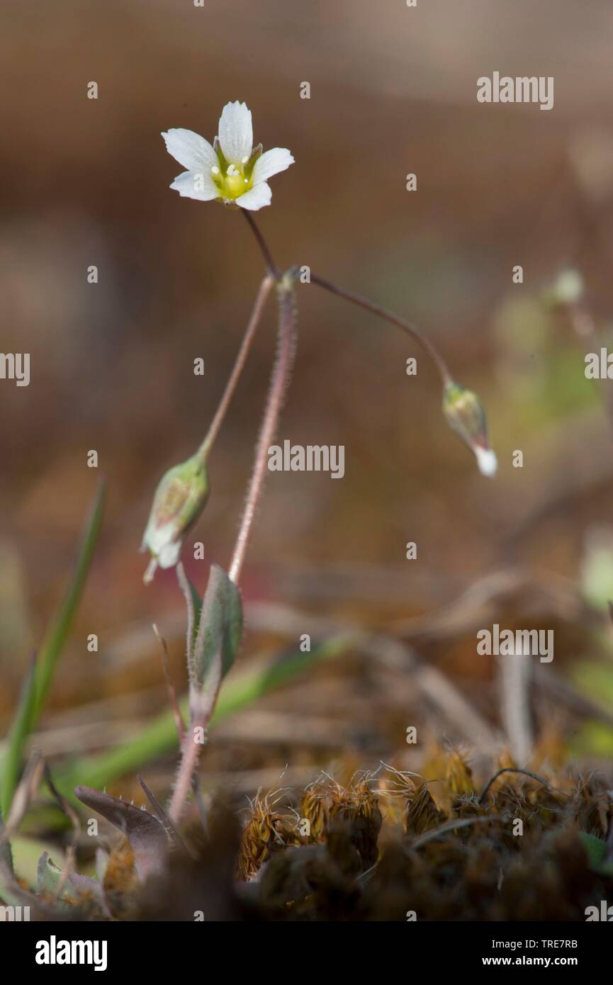 Holosteum umbellatum irrégulières (mouron des oiseaux), la floraison, Allemagne Banque D'Images