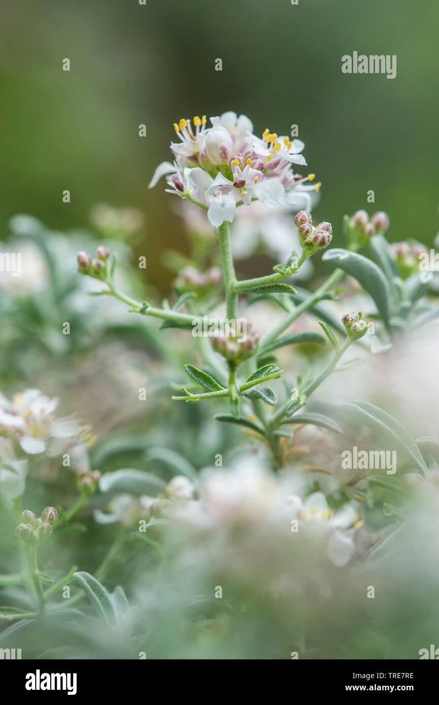 L'madwort (Hormathophylla spinosa, Alyssum spinosum), blooming, France Banque D'Images