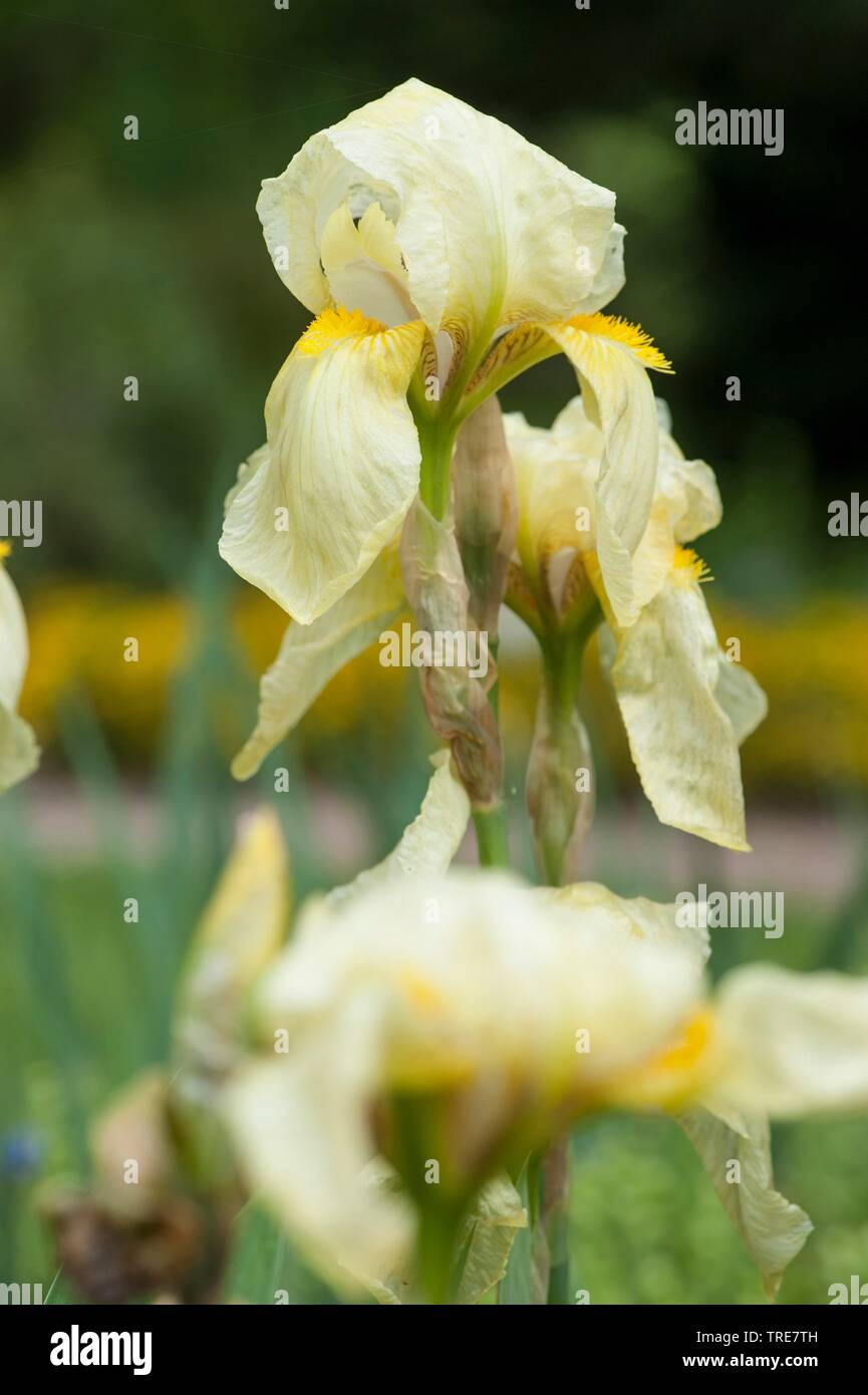 Iris (Iris imbricata), fleur Banque D'Images