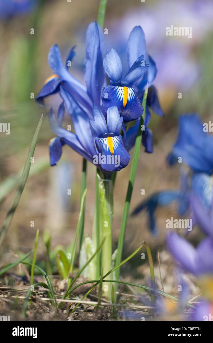 Iris reticulata Iris réticulé (harmonie), blooming Banque D'Images