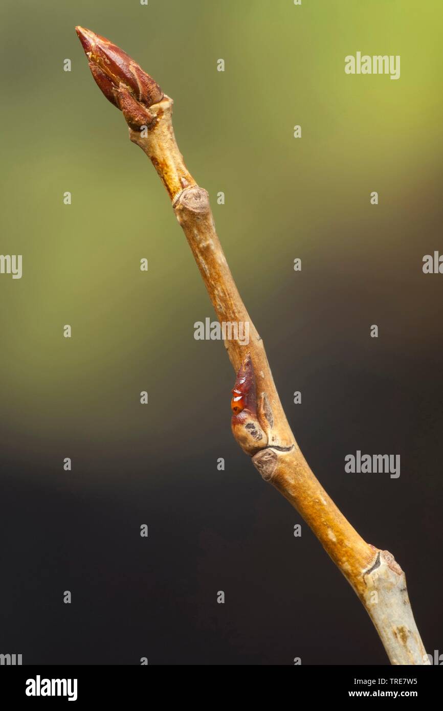 Le peuplier noir, baume de Gilead, peuplier noir (Populus nigra), branche avec bourgeons, Allemagne Banque D'Images