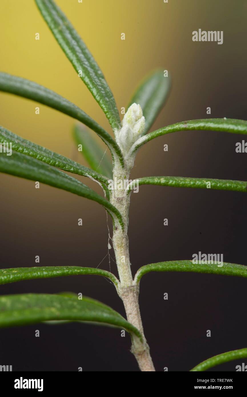 Romarin (Rosmarinus officinalis), des rameaux avec feuilles Banque D'Images