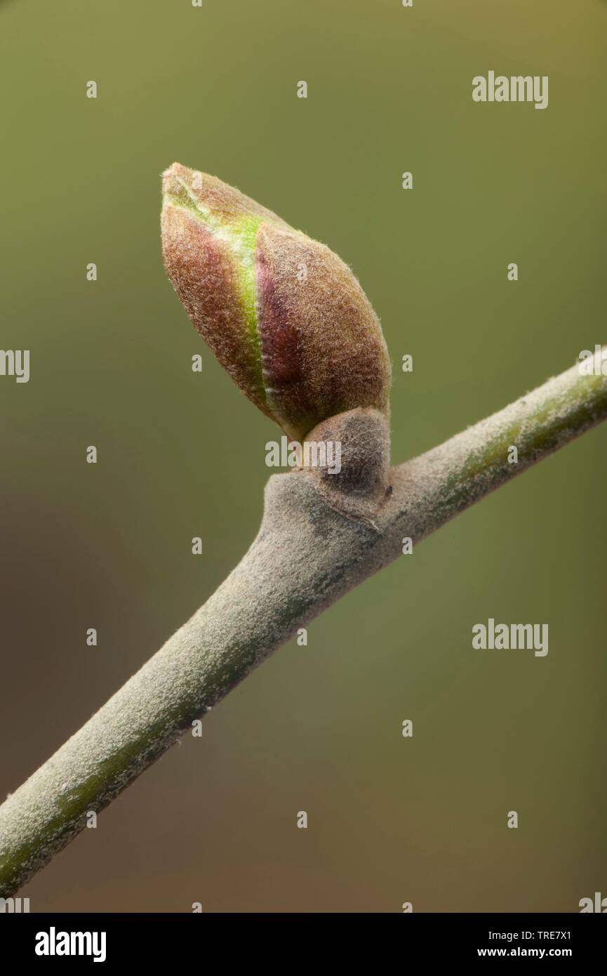 Tilleul à grandes feuilles, tilleul (Tilia platyphyllos), des rameaux avec bud Banque D'Images