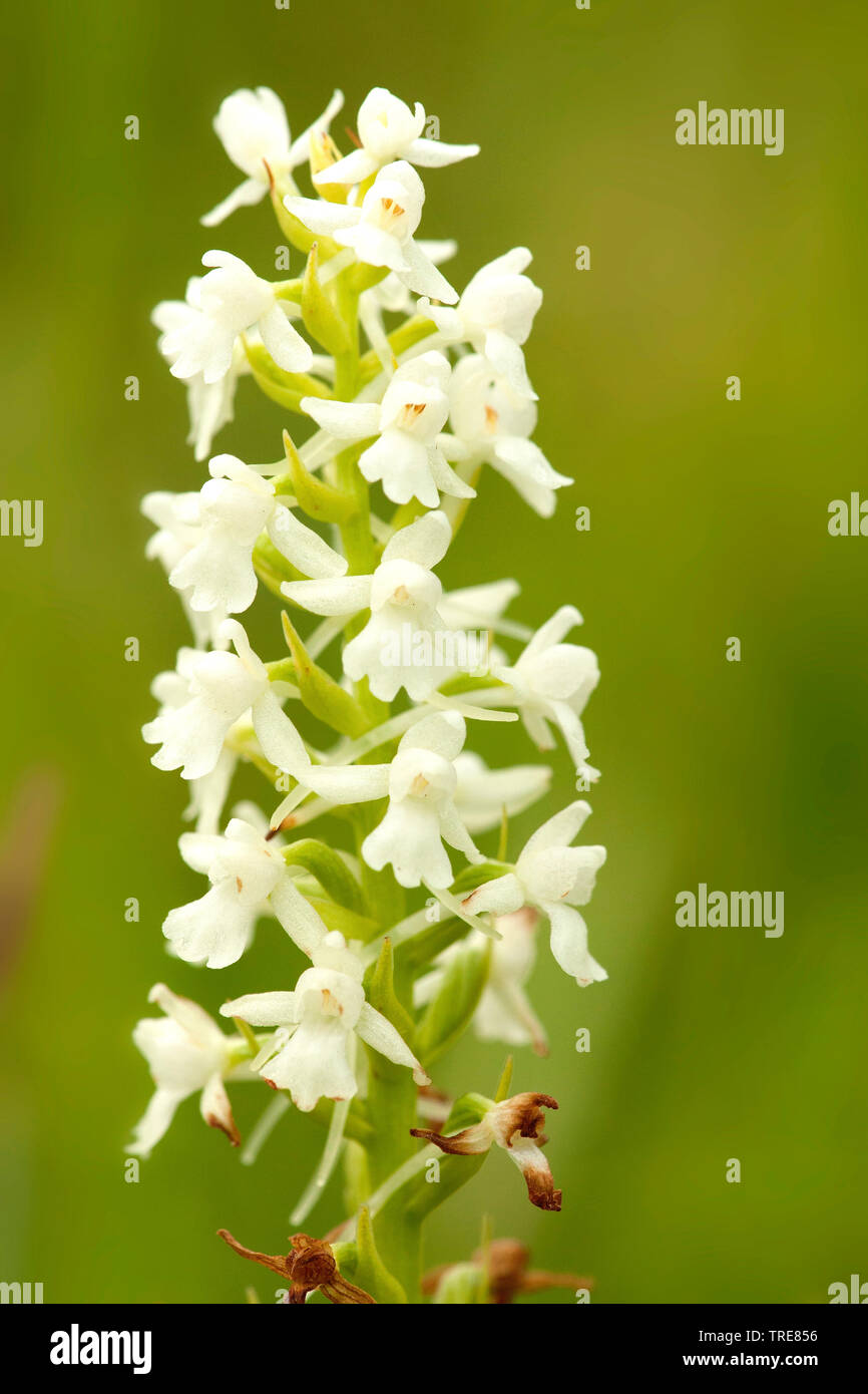 Orchidée parfumée (Gymnadenia conopsea), des fleurs, de l'Allemagne, Eifel Banque D'Images