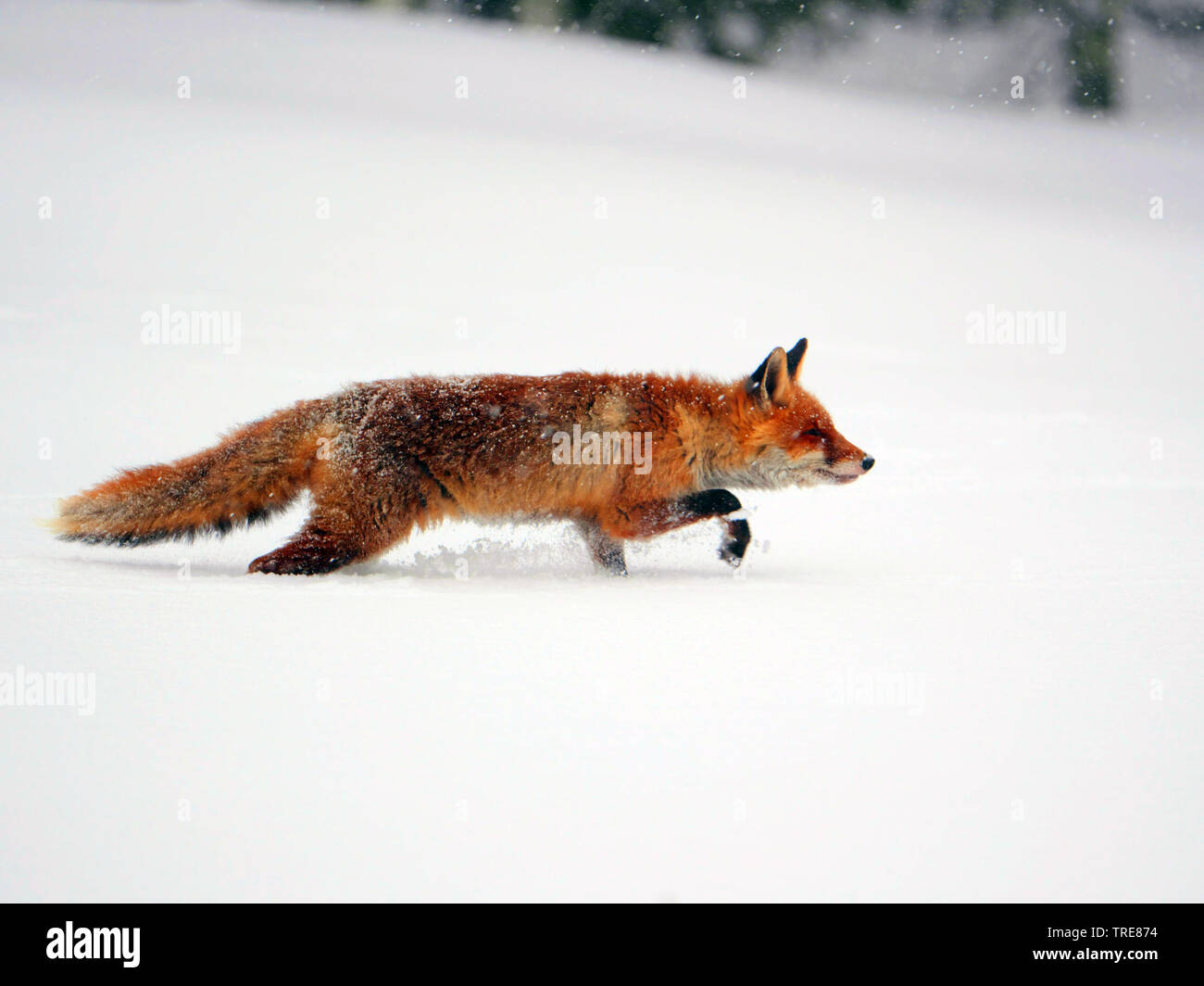 Le renard roux (Vulpes vulpes), sur la chasse de la souris, l'exécution d'une ligne droite sur une clairière enneigée, République tchèque, Parc National Sumava Banque D'Images