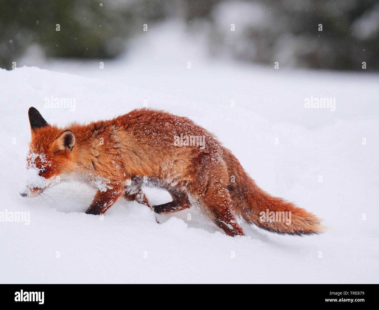 Le renard roux (Vulpes vulpes), sur la chasse de la souris, l'exécution d'une ligne droite sur une clairière enneigée, République tchèque, Parc National Sumava Banque D'Images
