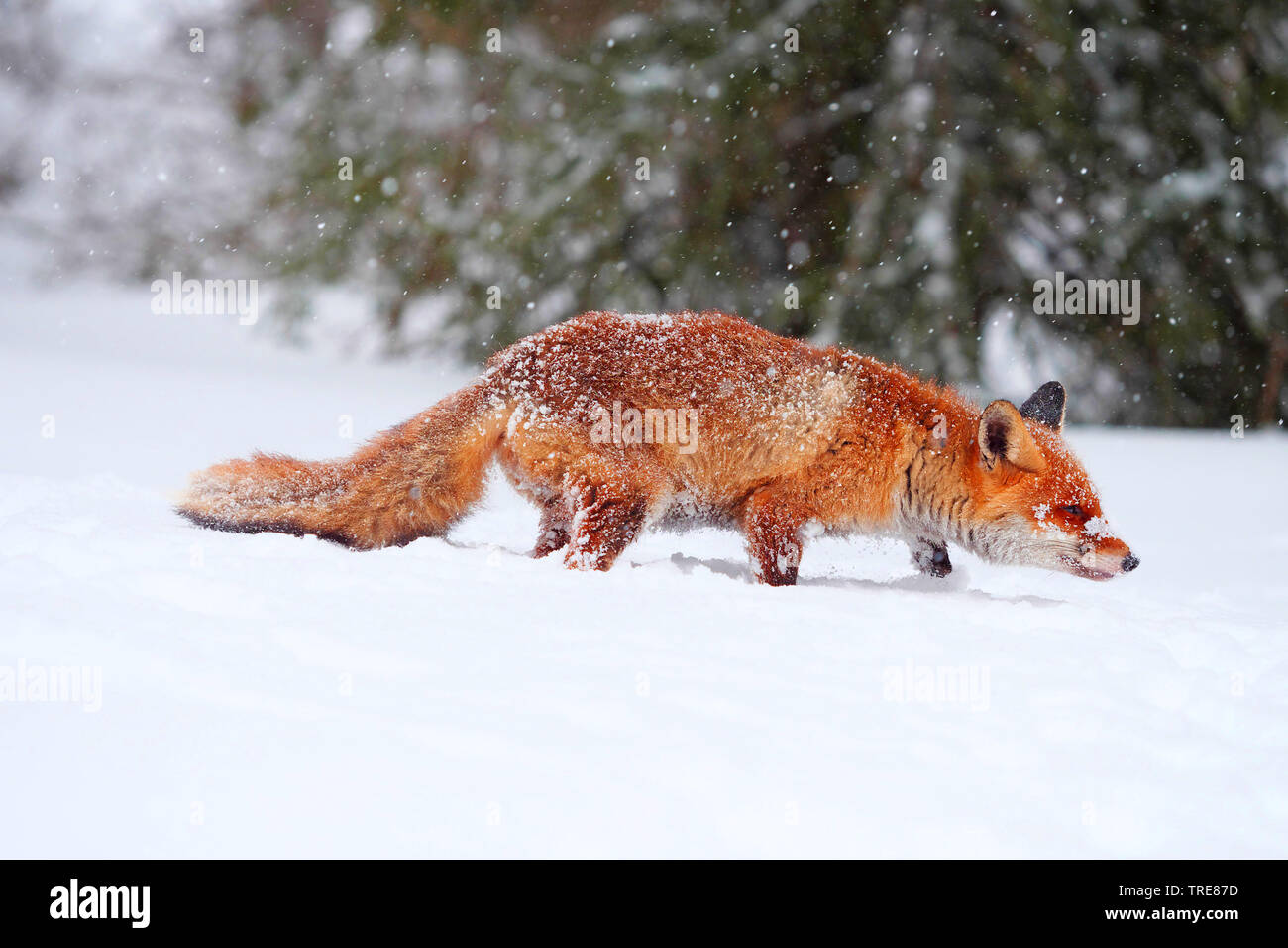 Le renard roux (Vulpes vulpes), sur la chasse de la souris, l'exécution d'une ligne droite sur une clairière enneigée, République tchèque, Parc National Sumava Banque D'Images
