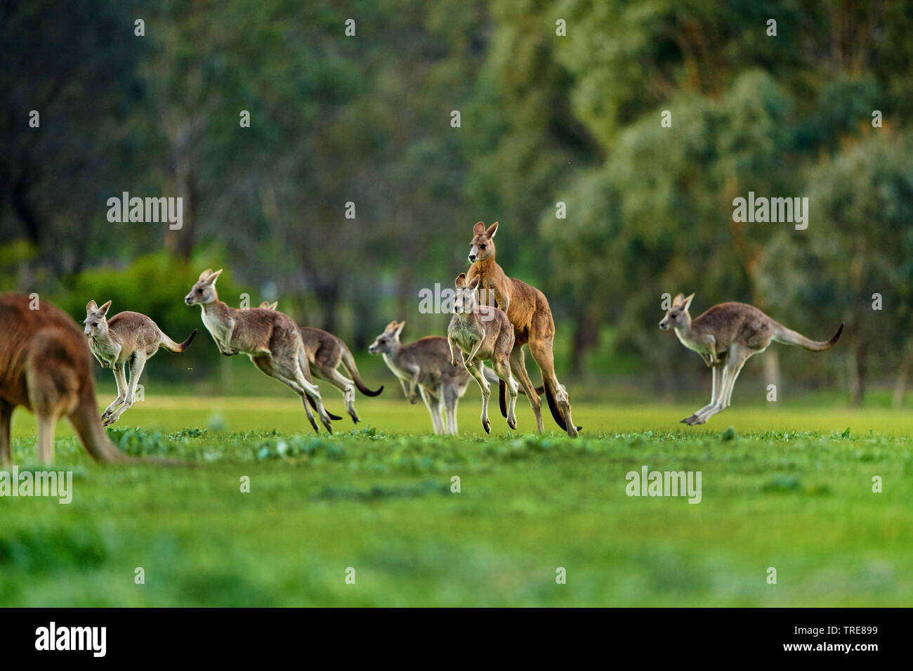 Le kangourou gris (Macropus giganteus), groupe qui s'échappe, de l'Australie Banque D'Images