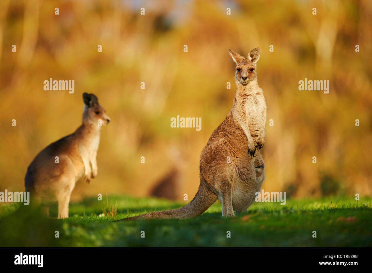 Le kangourou gris (Macropus giganteus), deux femmes, l'un d'eux avec chiot dans sa pochette, Australie Banque D'Images