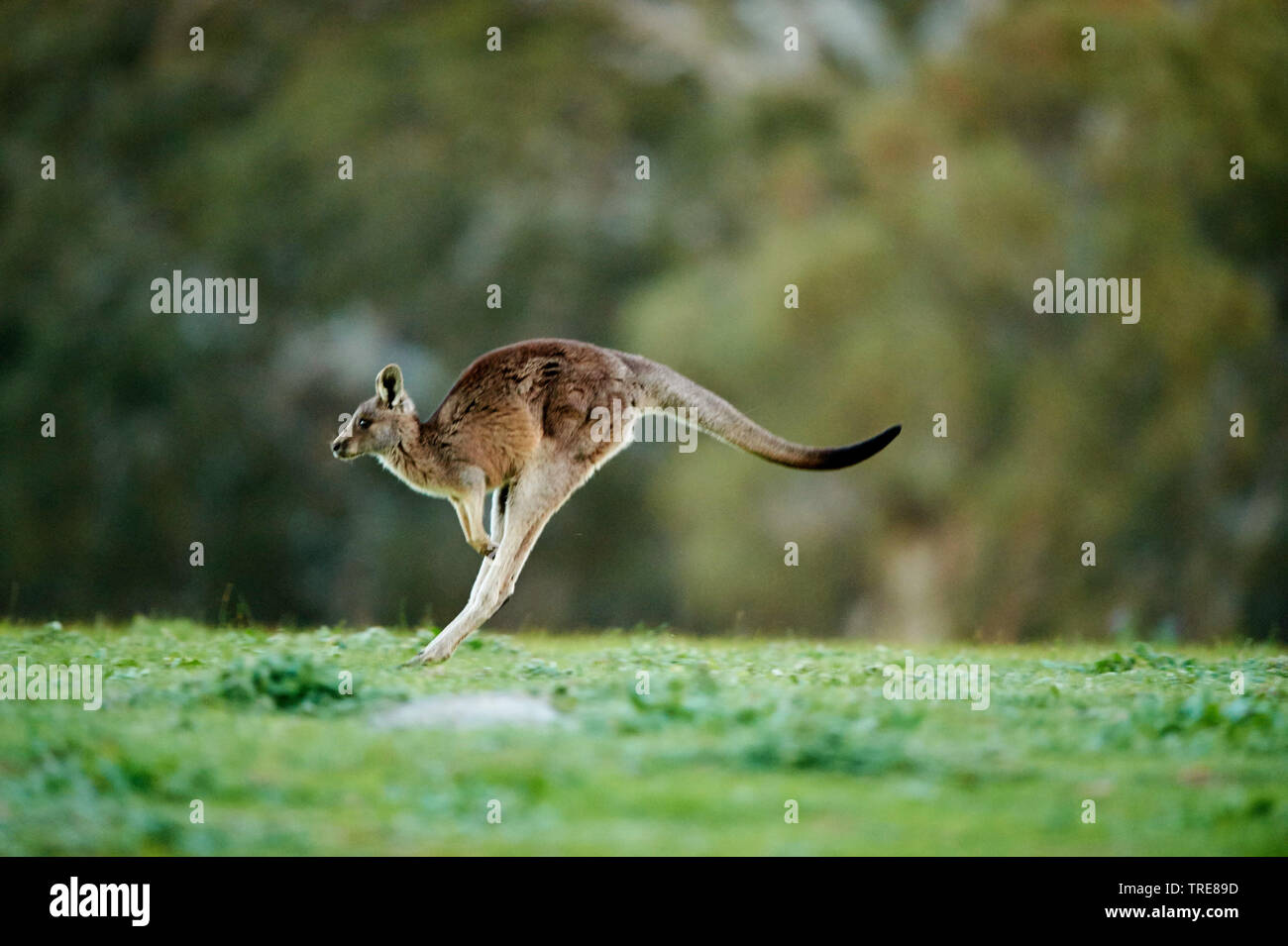 Le kangourou gris (Macropus giganteus), les sauts, l'Australie Banque D'Images