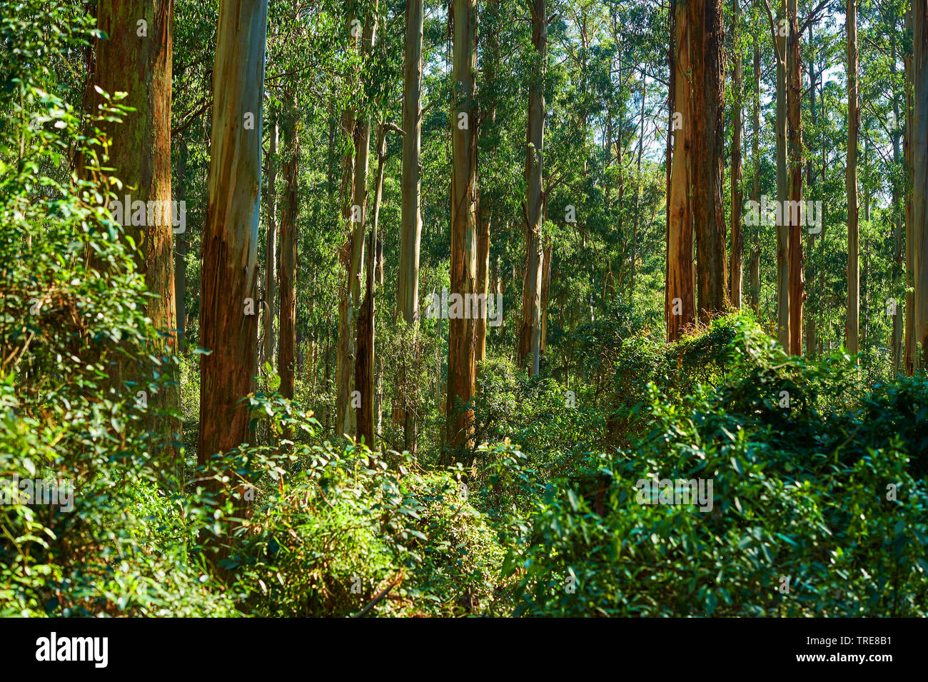Mountain ash, victorien (Eucalyptus regnans), dans la forêt de Dandenong avec Eucalyptus regnans arbres au printemps, de l'Australie, Victoria, Dandenong Ranges National Park, forêt de Sherbrooke Banque D'Images