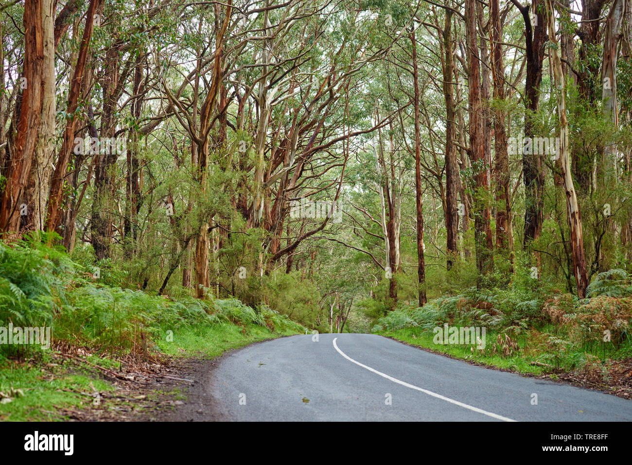 Eucalyptus (Eucalyptus gum, spec.), route à travers une forêt d'arbres de gomme au printemps, l'Australie, Victoria, Great Otway National Park Banque D'Images