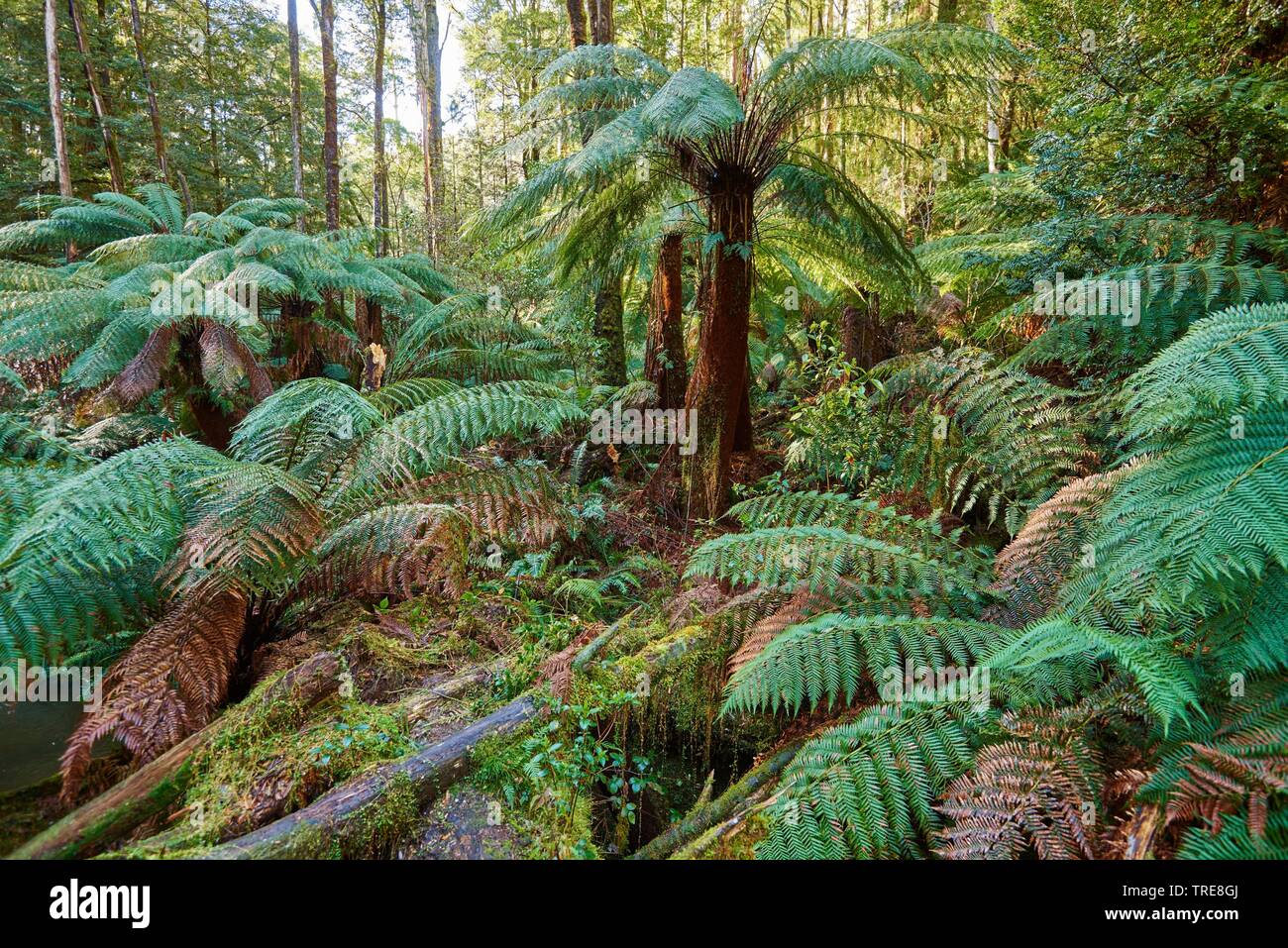 Dans la grande forêt du Parc National d'Otway au printemps, l'Australie, Victoria, Great Otway National Park Banque D'Images