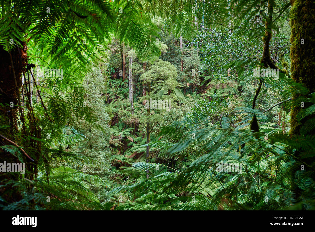 Dans la grande forêt du Parc National d'Otway au printemps, l'Australie, Victoria, Great Otway National Park Banque D'Images