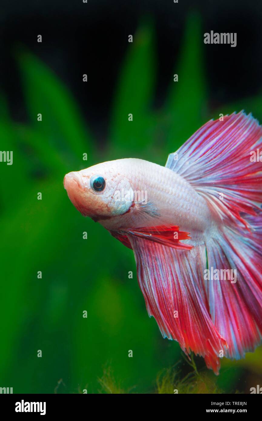Poissons De Lune Banque De Photographies Et D Images A Haute Resolution Alamy