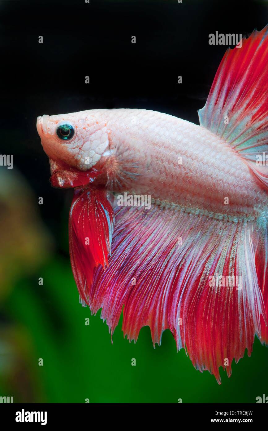Poissons De Lune Banque De Photographies Et D Images A Haute Resolution Alamy
