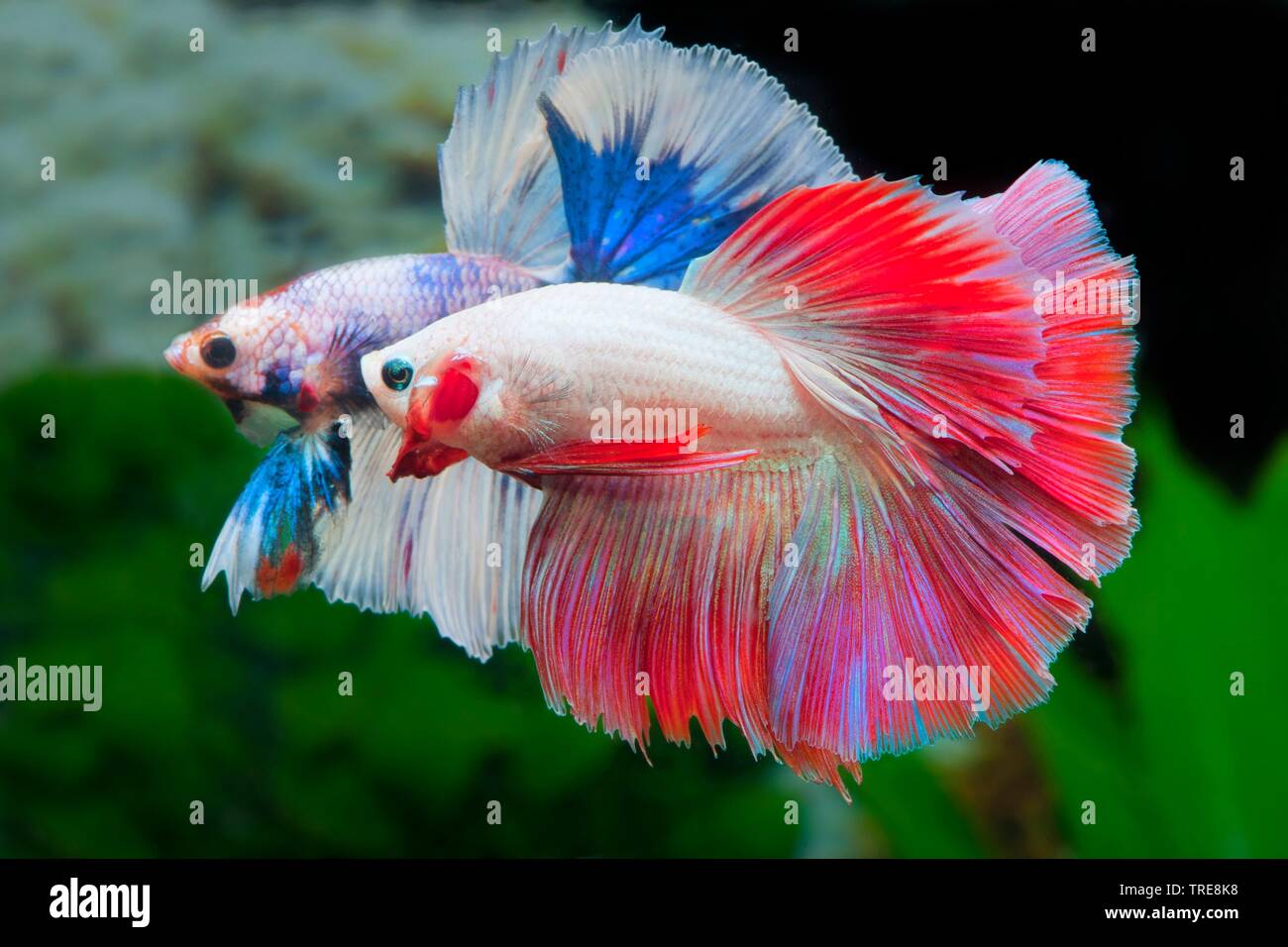 La lutte contre le poisson siamois, Siamois fighter (Halfmoon Betta Splendens Betta Splendens, multicolore multicolore de la demi-lune), menaçant de la race mâle Halfmoon Multicolor Banque D'Images