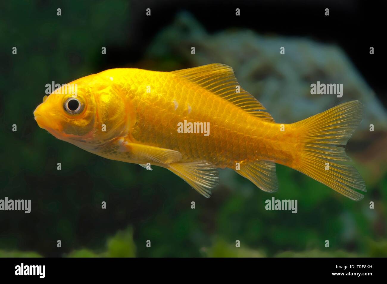 Le carassin, la carpe commune (Carassius auratus Zitrone), citron race Banque D'Images