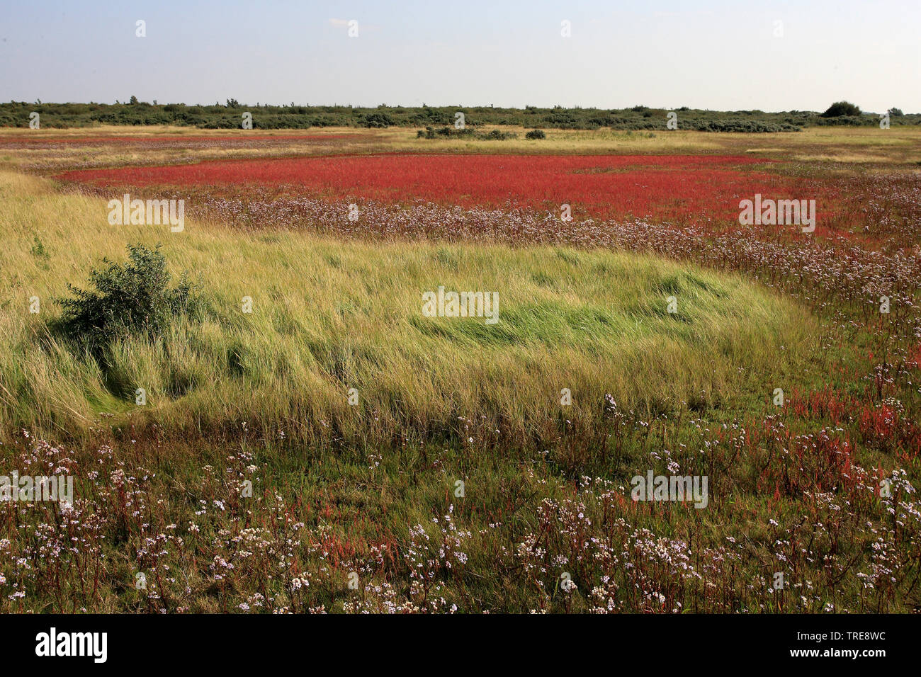 Grasswort svelte, salicorne la salicorne (Salicornia europaea commun agg.), la végétation côtière sur la côte de la mer du Nord, Pays-Bas, Goeree-Overflakkee, Banque D'Images
