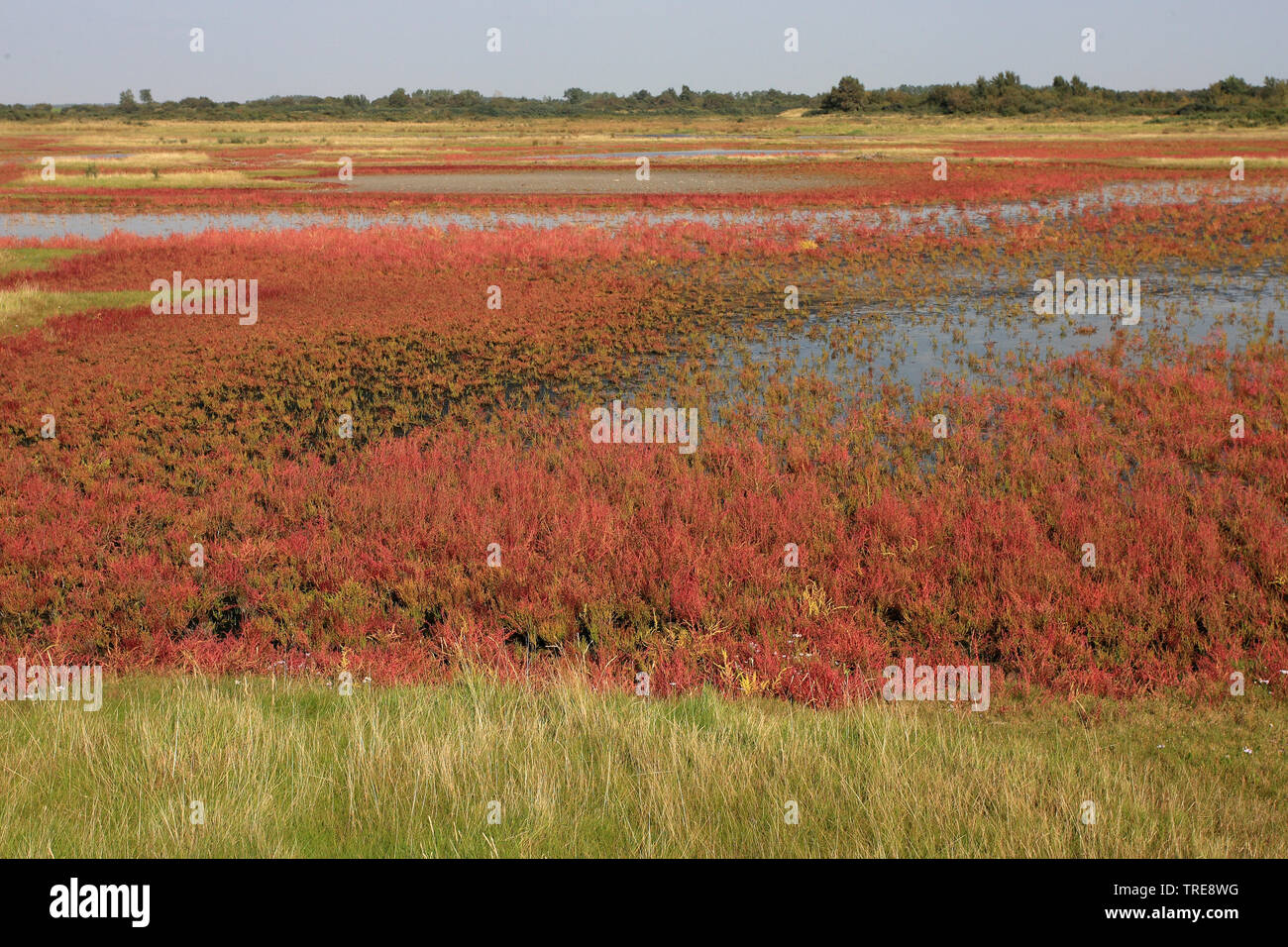 Grasswort svelte, salicorne la salicorne (Salicornia europaea commun agg.), la végétation côtière sur la côte de la mer du Nord, Pays-Bas, Goeree-Overflakkee, Banque D'Images