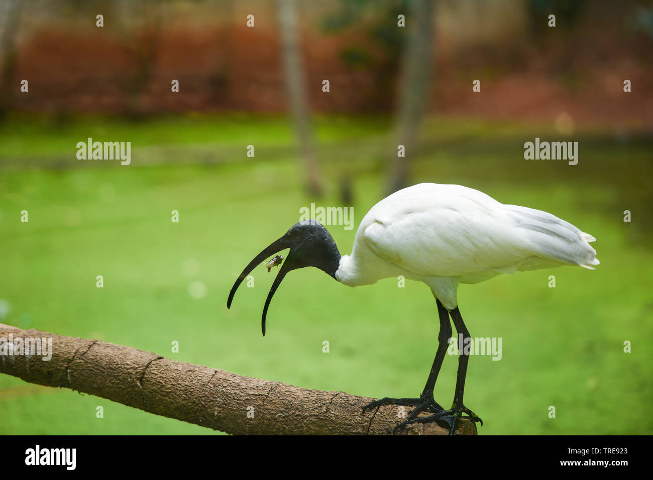 Ibis à tête noire / Australian white Ibis La consommation de poisson Banque D'Images