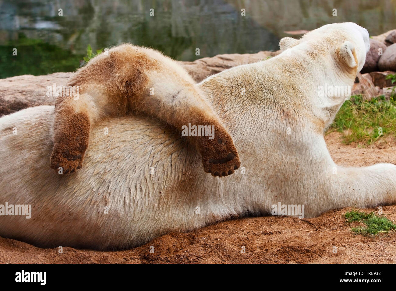L'ours polaire (Ursus maritimus), bearess avec cub dans un zoo Banque D'Images