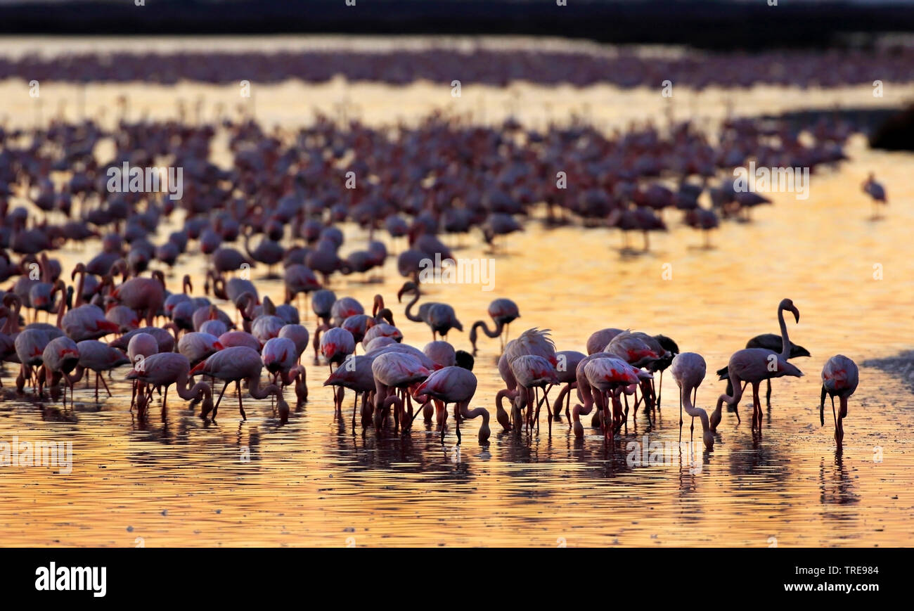 Flamant rose (Phoenicopterus roseus, Phoenicopterus ruber roseus), dans les eaux peu profondes de Veta la Palma, Espagne, Parc National de Donana Cota Banque D'Images