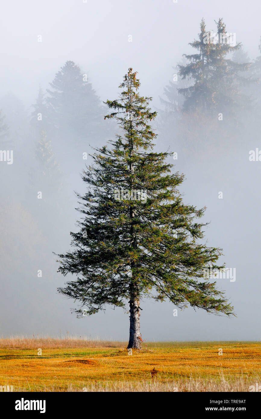 L'épinette de Norvège (Picea abies), de l'épinette dans le brouillard, Suisse Banque D'Images