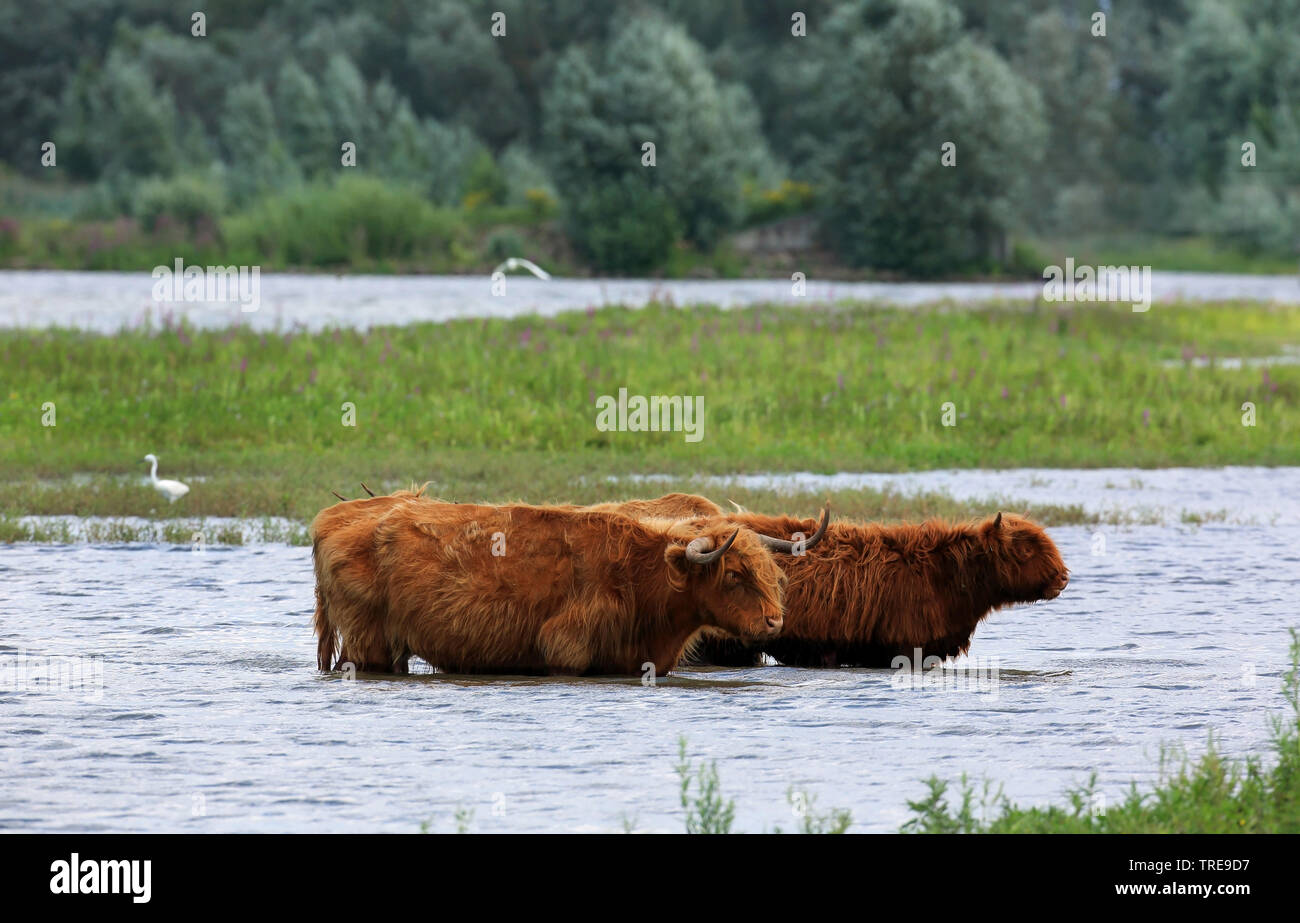 Scottish Highland cattle, Kyloe, Highland vache, Heelan coo (Bos primigenius f. taurus), vaches Highland dans l'eau, Pays-Bas, Hollands Diep Banque D'Images