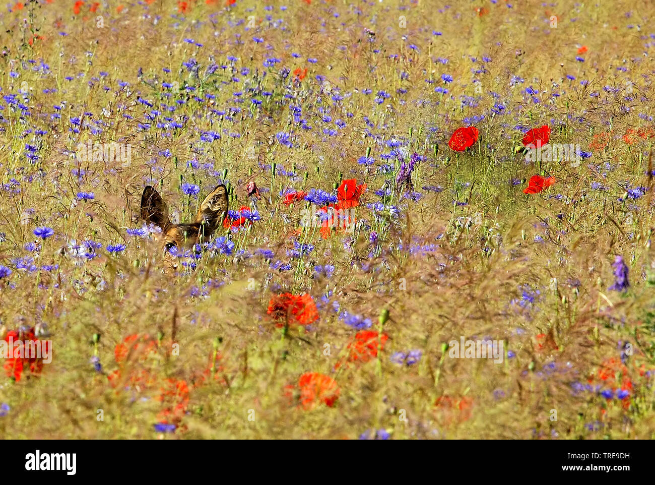 Le chevreuil (Capreolus capreolus), cachés dans un champ en jachère avec coquelicot et bleuet, Pays-Bas Banque D'Images Le chevreuil (Capreolus capreolus), cachés dans un champ en jachère avec coquelicot et bleuet, Pays-Bas Banque D'Images