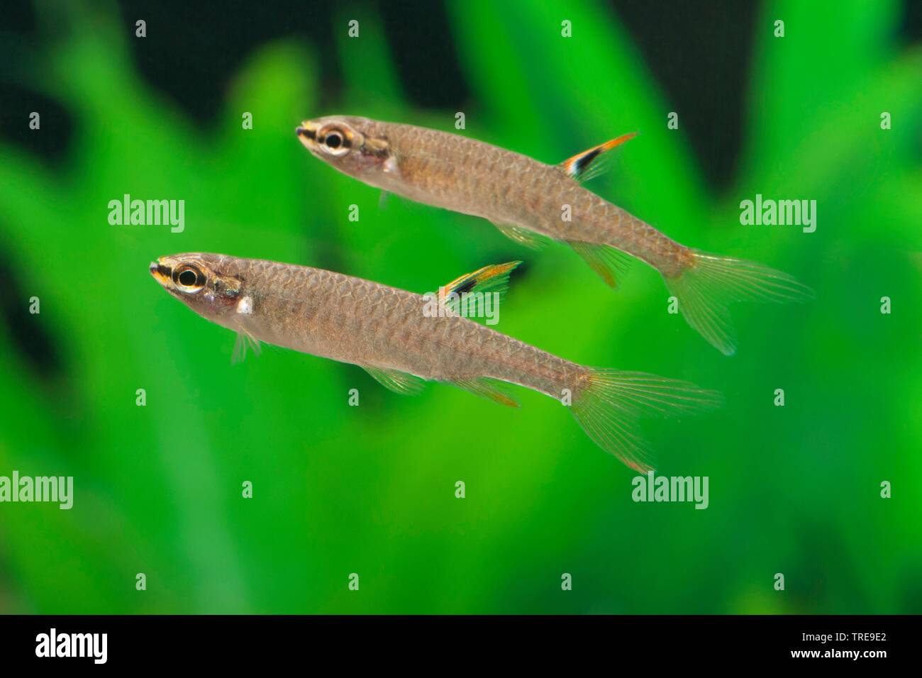 Tetra characin de pulvérisation, les éclaboussures, splash tetra (Copella arnoldi, Copeina arnoldi), deux piscine splash tetras, side view Banque D'Images