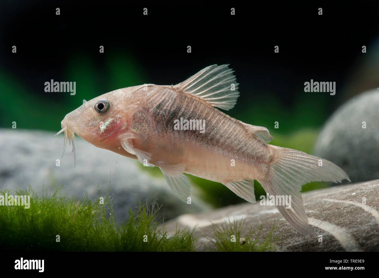 Corydoras bronze, vert, Bronze, poisson-chat Corydoras corydoras poisson-chat Lightspot, ondulé (Corydoras aeneus), piscine, vue de côté Banque D'Images