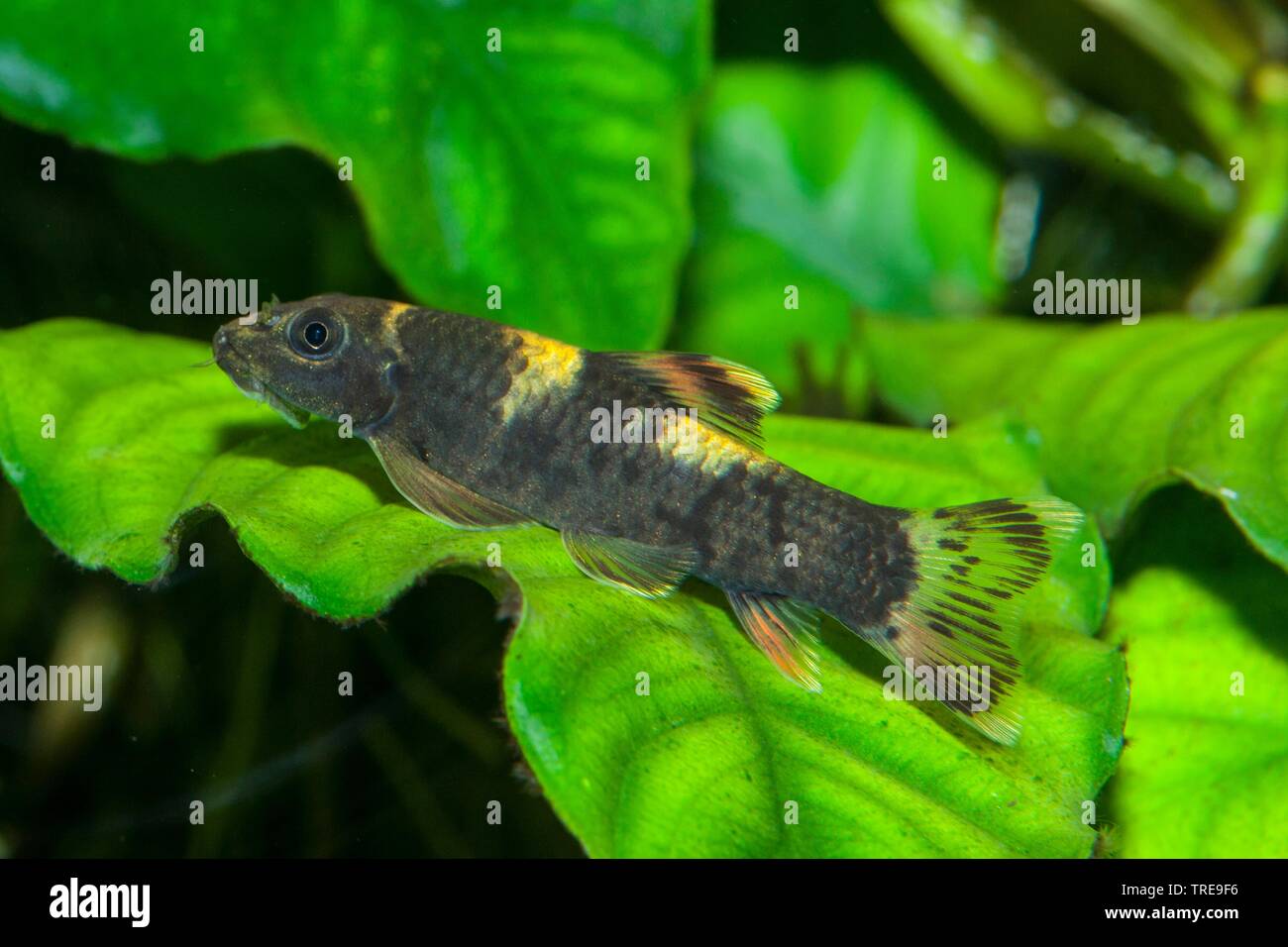 Panda garra (Garra flavatra), sur les plantes aquatiques Banque D'Images