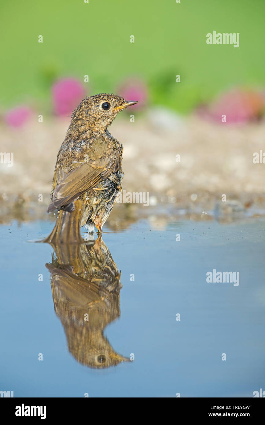 European robin (Erithacus rubecula aux abords), immatures avec image miroir, Italie, Aoste Banque D'Images
