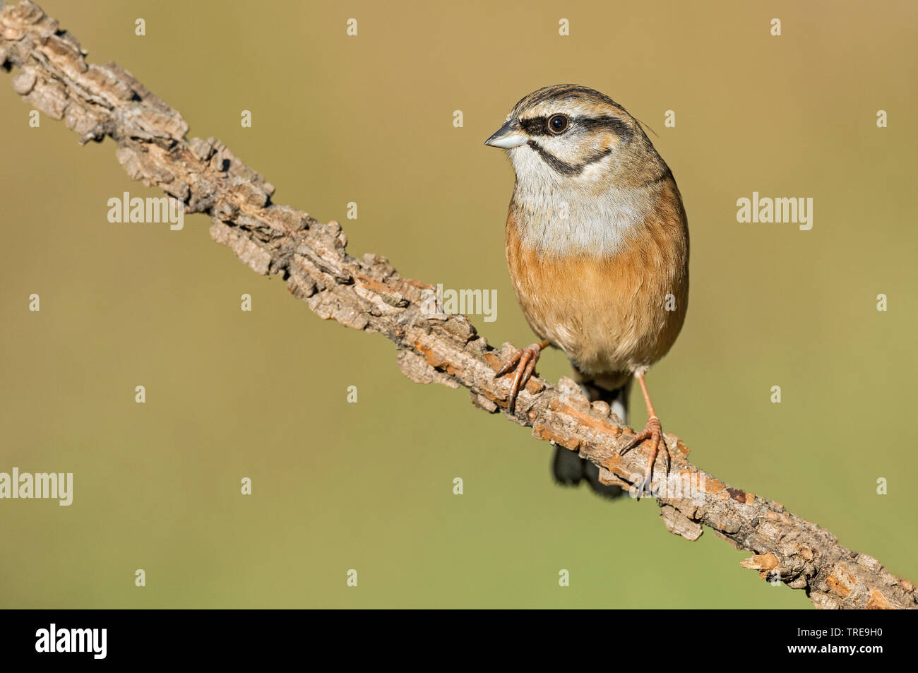 Rock (Emberiza cia), sur une branche, Italie Banque D'Images