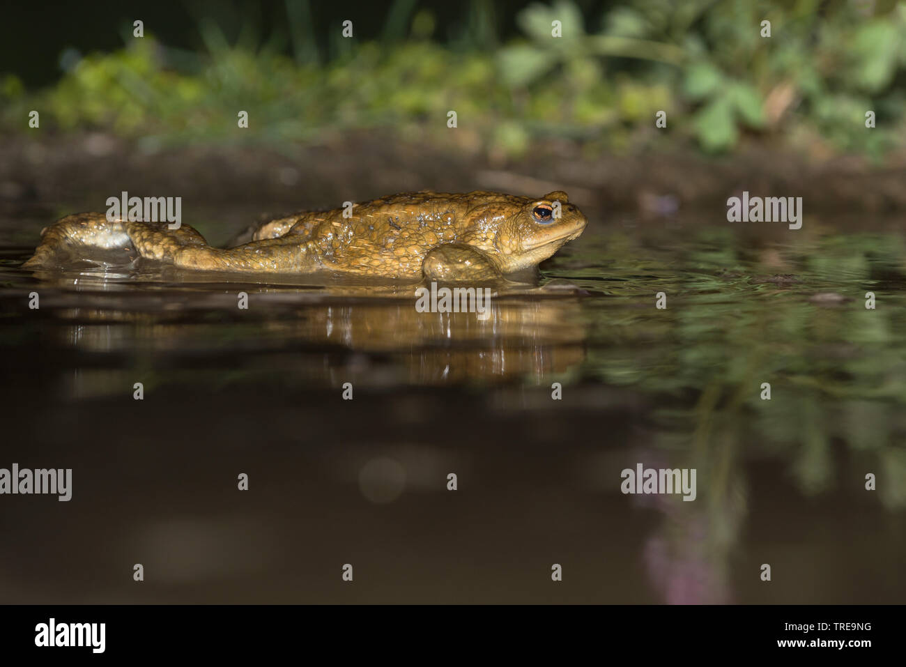 European crapaud commun (Bufo bufo), dans l'eau de frai, Italie Banque D'Images