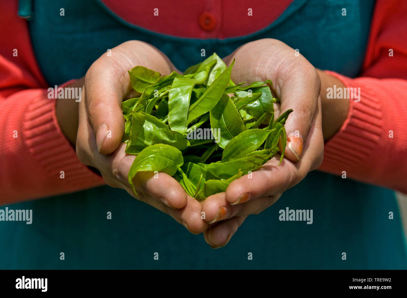 Usine de thé (Camellia sinensis, Thea sinensis), les feuilles de thé dans les mains, les first flush, Darjeeling, Inde, Himalaya Banque D'Images