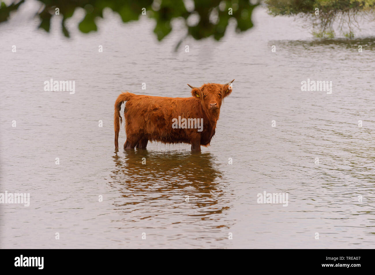 Scottish Highland cattle, Kyloe, Highland vache, Heelan coo (Bos primigenius f. taurus), debout dans l'eau peu profonde du lac de Berlin, Allemagne, Schleswig-Holstein Banque D'Images