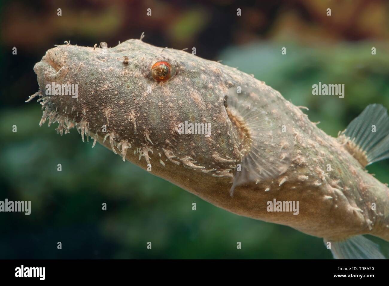 Hairy Puffer (Pao baileyi), portrait Banque D'Images