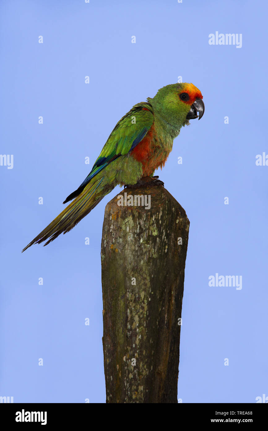 Conure à tête d'or (Aratinga auricapilla), perché sur une souche de bois, Brésil Banque D'Images