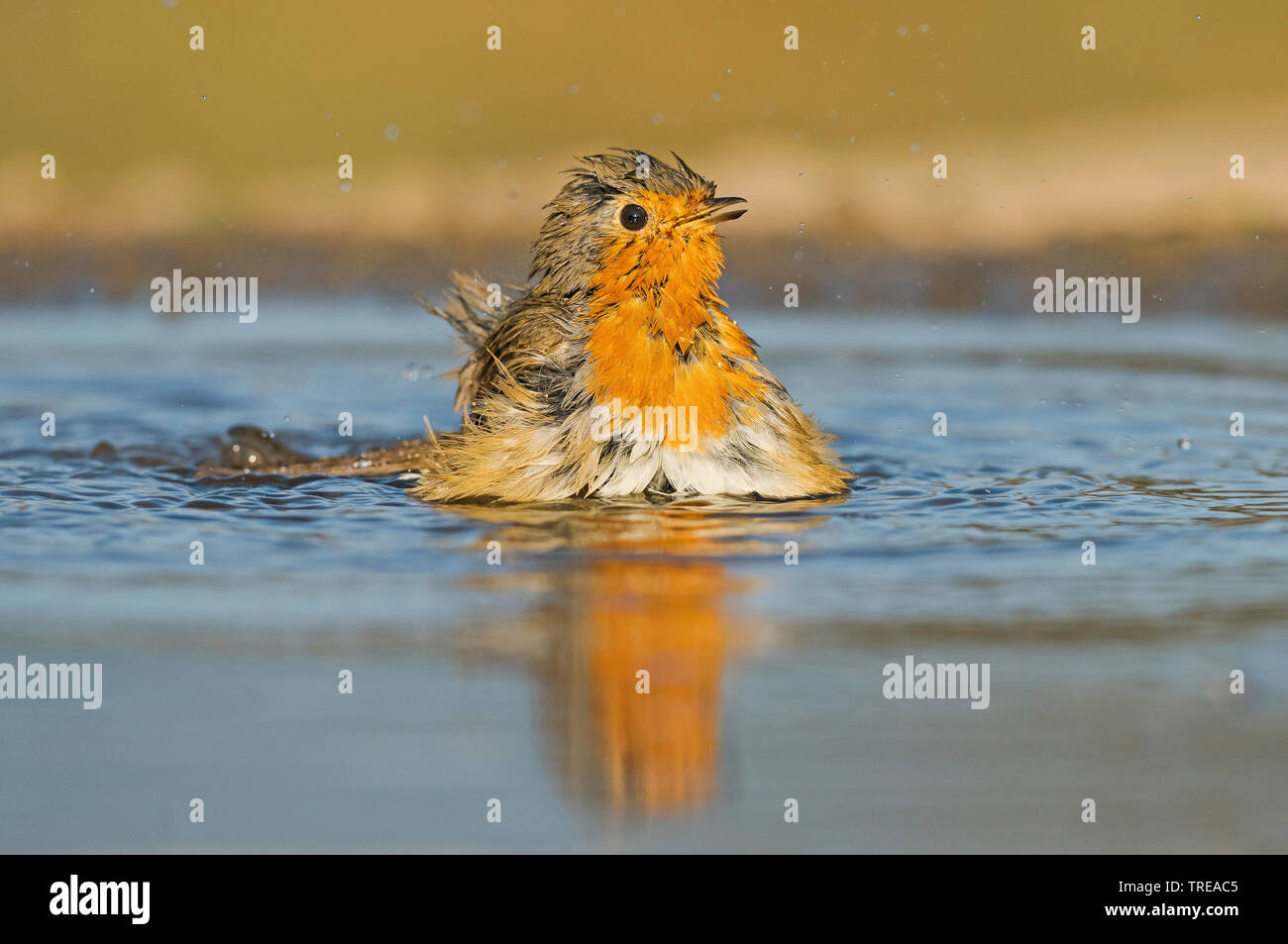 European robin (Erithacus rubecula aux abords), baignade, Italie, Aoste Banque D'Images