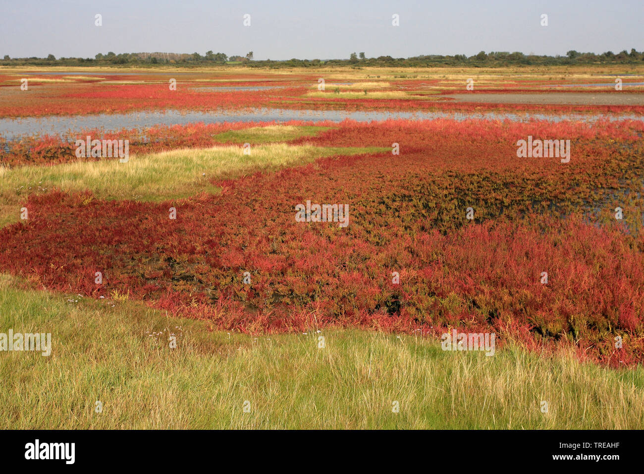 Grasswort svelte, salicorne la salicorne (Salicornia europaea commun), la végétation côtière sur la côte de la mer du Nord, Pays-Bas, Hollande-du-Sud, van Flakkee Skikken Banque D'Images