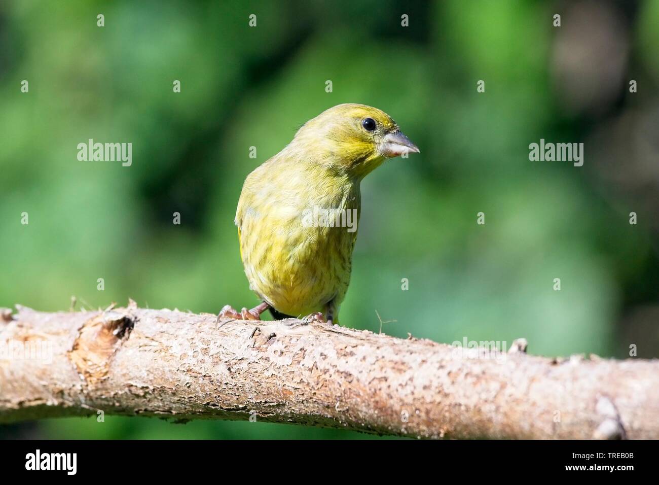 Green finch (Carduelis chloris) jardin dans l'East Sussex, UK Banque D'Images