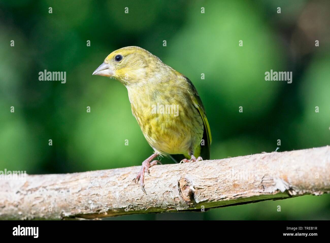 Green finch (Carduelis chloris) jardin dans l'East Sussex, UK Banque D'Images
